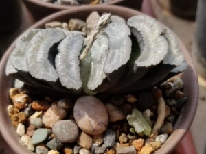 实生玉扇,浓白纹,出母本