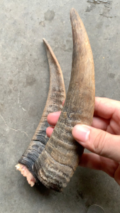 【山羊角对角】山羊角对角品牌,价格 - 阿里巴巴