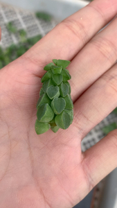 象足椒草/象蹄椒草 /塔叶椒草砍头苗无根,稀有多肉植物包邮2