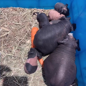 自家繁育无毛豚小河马无毛荷兰猪找新家,黑色白色奶牛色公母都有