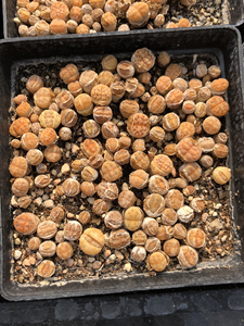 生石花切糕,果冻黄美熏玉,满满当当一盆25包邮.十方盆.