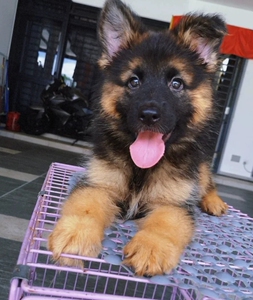 自家养殖的一窝德牧幼犬,已经2个多月了.可以跟新主人回家了.