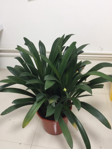 青岛大叶君子兰,青岛大刀