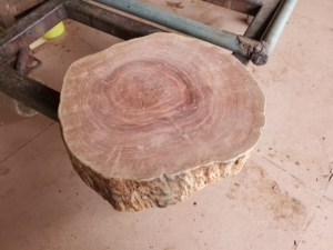 百年老树,老荔枝树.