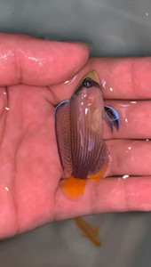 nicolafjy淘宝海水美国鬼王 黑帽鬼王珍珠鬼王史迪妮鬼王 深水鬼王