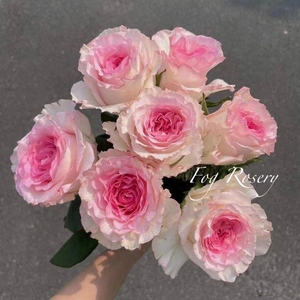 香海云锦洛神玫瑰鲜花云南直发10支家用插花水养昆明基地直批顺