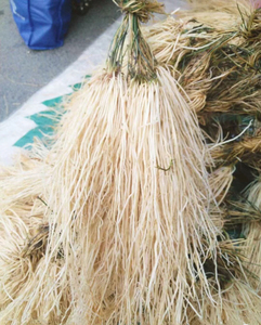 养肝草又称丝线根,龙须根.粤北山区人家世世代代就把它当作家庭