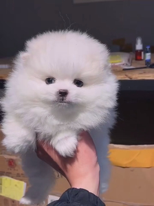 精品博美俊杰犬 小体茶杯犬