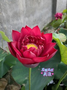 碗莲中大型火热品种——墨红