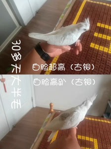 白脸超高趴玄凤,白脸高趴玄凤,2个多月都是母的,都是古铜色