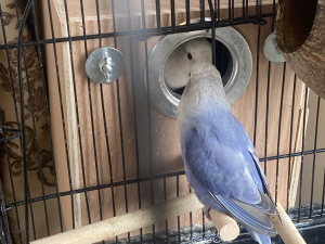 紫闪牡丹 鹦鹉 高纯 成鸟 1年了 母的带蓝基因 公的带伊莎