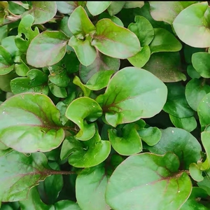 台湾枸杞泰国西洋菜庭院阳台盆栽四季可种好养易生野菜养生菜