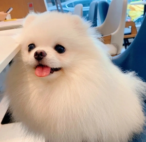 便宜转,一窝博美犬家养小体博美俊介犬 小型犬茶杯犬博美狗狗