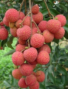 【闽鲜森03漳浦乌石荔枝第八季】