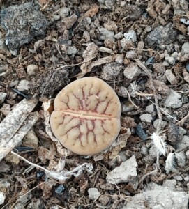 线招福玉生石花