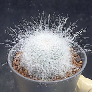 雪猿玉翁仙人球 精选长毛一物一拍植物