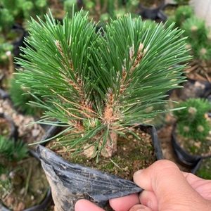 【千寿丸黑松日本】千寿丸黑松日本品牌,价格 - 阿里巴巴