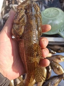 370人付款淘宝q东北野生老头鱼东北山胖头鱼冷水鱼肉质鲜嫩速冻发货