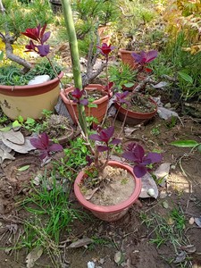 香山红叶黄栌红栌小丛林盆栽盆景丛林红栌精品难寻!