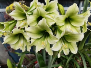 朱顶红小青龙朱顶红南非朱顶红"小青龙"侧球 球径2一2.5c