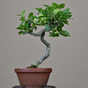 【郁野】日本鬼箭羽盆景卫矛盆景真弓盆景小品盆景盆栽掌上精品微