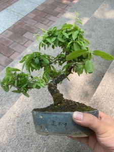 银牡丹盆景,日本杂木,稀有品种～最后有开花图,原盆原土进口