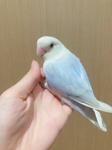 自家手养牡丹鹦鹉,蓝伊莎有松石基因,最好同城,妹妹,有卡