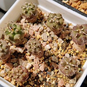 实生冬云娇丽苗1～1.5cm左右两盆一起打包