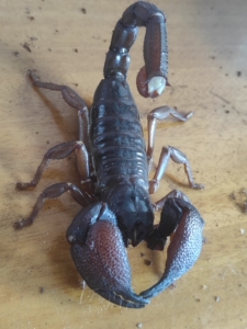 印度红爪雨林蝎,斯氏异蝎空腹15 新成母,展示
