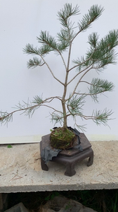 【白皮松造型盆景】白皮松造型盆景品牌,价格 - 阿里巴巴