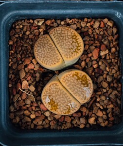 生石花 橙富贵 奶茶色巴厘 红纹巴厘 冰橙