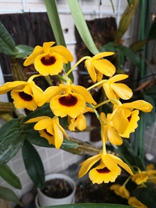 栗斑鼓槌 石斛.带花苞板植成活.