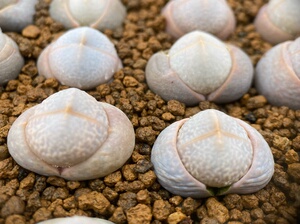 春桃属  南蛮玉  高尔夫  多肉植物  2年   品相尺寸