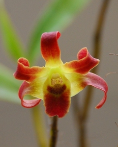 梵净山石斛     稀有名贵品种,含盆包邮.