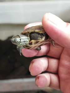 天使眼黄肉草龟,虎纹草龟,白化草龟,草龟活体宠物可爱小乌龟