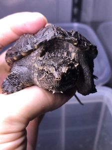 0公 大佛杂鳄龟 变异大鳄小鳄龟 纯佛中美北美小鳄