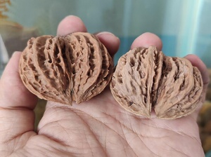 文玩核桃 东北秋子 双棒 双连体 蝴蝶  68包邮 c8