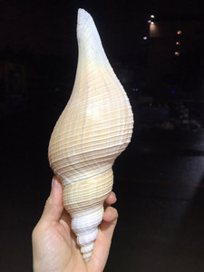 26-28厘米大号长香螺 黄香螺 火炬圣螺 供奉海螺 天然贝