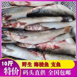 顺丰包邮十斤鲜活梭鱼野生红眼梭子鱼新鲜乌鲻鱼乌头海捕海鱼水产