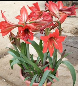 国产朱顶红花苗朱顶红苗 盆栽庭院种植花卉对子莲对对花好养易活