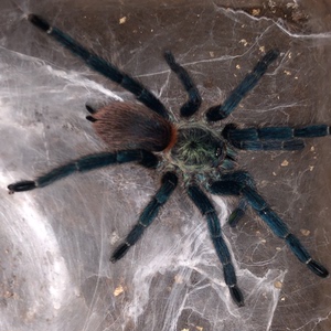 巴西蓝丝绒7到8成体母.