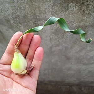 南非卷叶垂筒花带侧芽