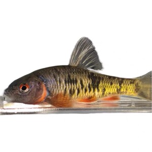 001人付款淘宝北方 中华鳑鲏 黑鳍鰁 宽鳍 冷水鱼 2-7厘米 发色鳑鲏有