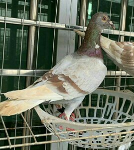 雌 红轮鸽子 红二线信鸽 公棚鸽 颜色靓丽 肌肉饱满 做种佳