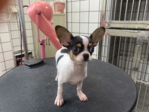 黑白吉娃娃,口罩后捡漏回血,四个月大弟弟,活泼粘人.有实体店