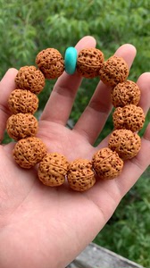 带皮金刚菩提尼泊尔