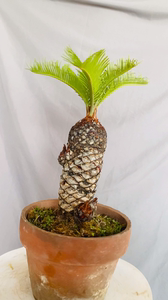 白鳞铁正宗白磷铁树盆景多头