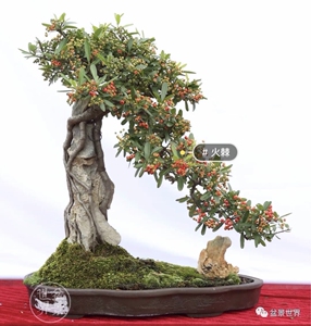 000人付款淘宝火棘果 救军粮 火把果 救兵粮救命粮赤阳子 500克16元,2