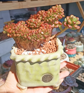 000人付款淘宝丸叶松绿多肉植物缀