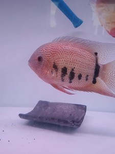 帝王肯梅塔菠萝对鱼.尺寸20-22.已经发情.明价2000.